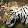 Belize Zoo  114